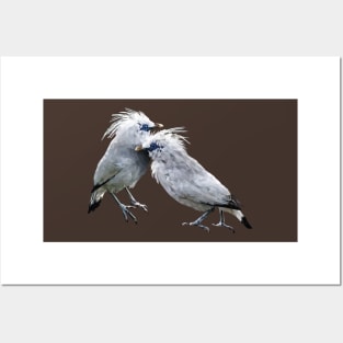 Bali myna Posters and Art